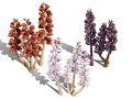 British Thyme Broomrape 3D Model