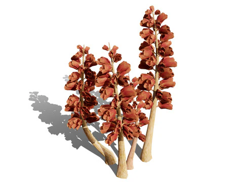 British Thyme Broomrape 3D Model