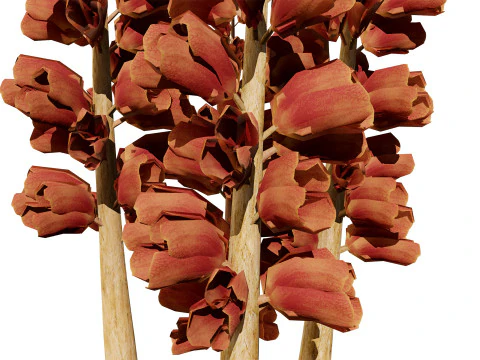 British Thyme Broomrape 3D Model