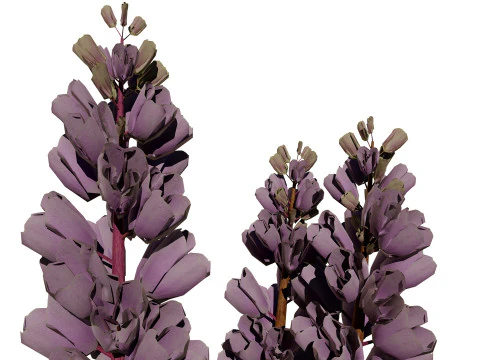 British Thyme Broomrape 3D Model
