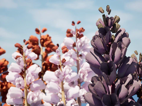British Thyme Broomrape 3D Model
