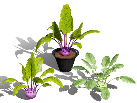 Kohlrabi Vegetable Plants Pack 3D 모델