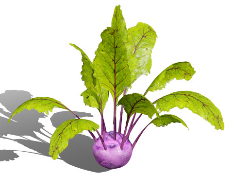 Kohlrabi Vegetable Plants Pack 3D Model