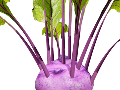 Kohlrabi Vegetable Plants Pack 3D Model