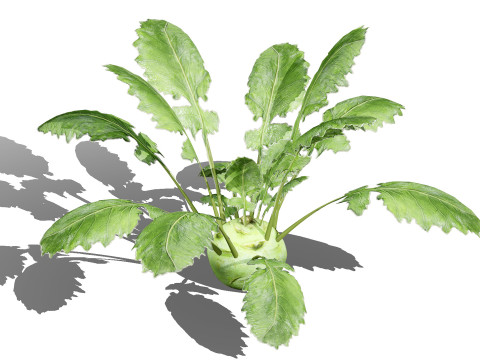 Kohlrabi Vegetable Plants Pack 3D Model