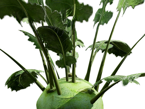 Kohlrabi Vegetable Plants Pack 3D Model