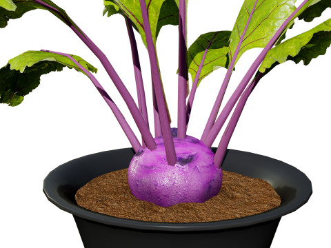 Kohlrabi Vegetable Plants Pack 3D Model