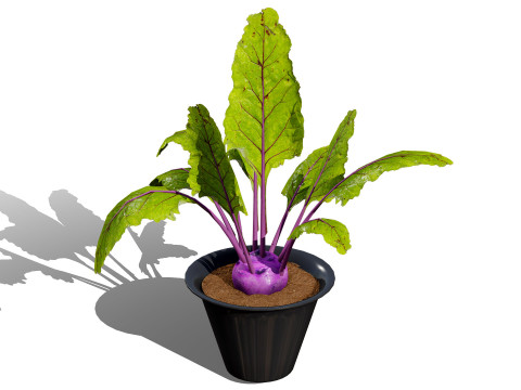 Kohlrabi Vegetable Plants Pack 3D Model