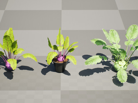 Kohlrabi Vegetable Plants Pack 3D Model