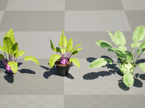 Kohlrabi Vegetable Plants Pack 3D Model