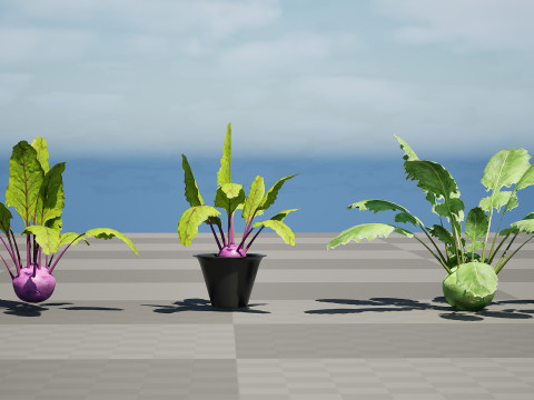 Kohlrabi Vegetable Plants Pack 3D Model