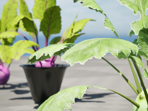 Kohlrabi Vegetable Plants Pack 3D Model