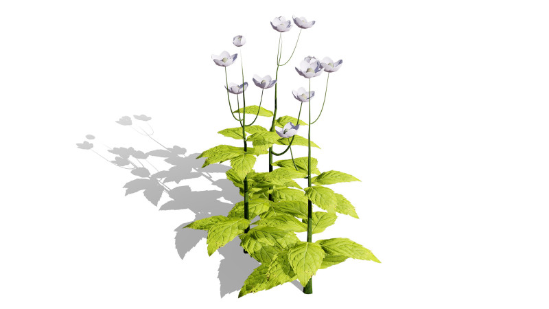 Spring Gentian Pasqueflower 3D Pack 3D 模型 .c4d .max .obj .3ds .fbx .stl .blend 