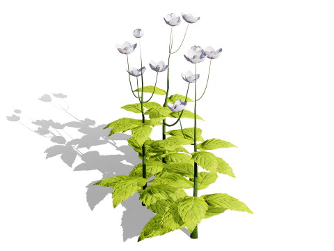 Pacchetto 3D di Genziana primaverile Pasqueflower Modello 3D