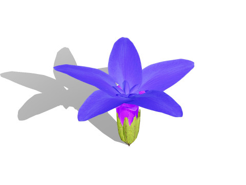 Spring Gentian Pasqueflower 3D Pack 3D 模型