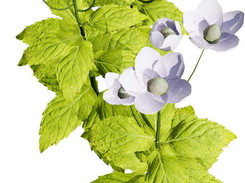 Spring Gentian Pasqueflower 3D Pack 3D 模型