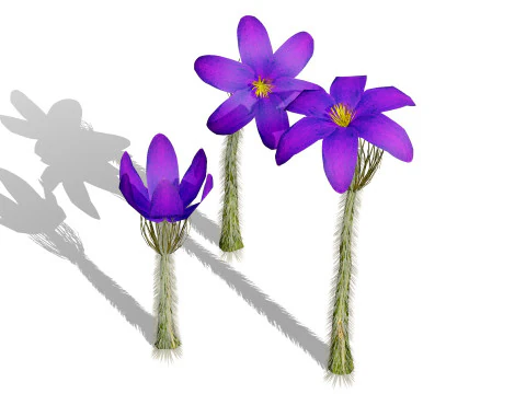 Pacote 3D de Primavera Genciana Pasqueflower Modelo 3D