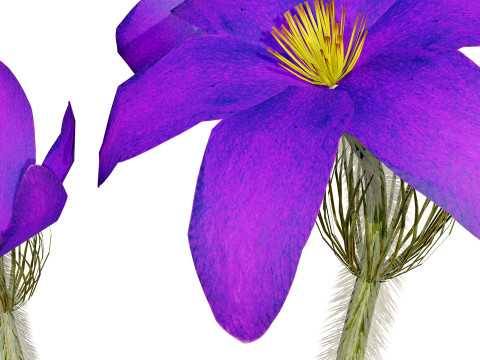 Spring Gentian Pasqueflower 3D Pack 3D 模型
