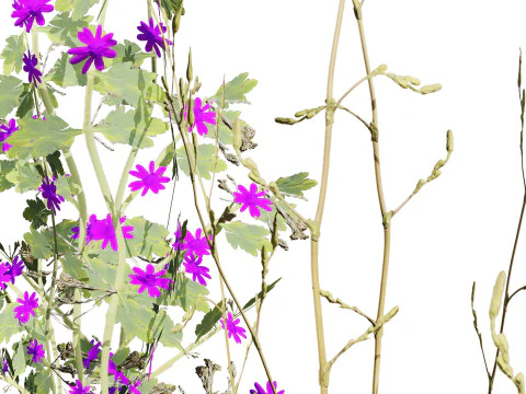 Pacchetto di foglie di fiori selvatici pronto per il gioco Modello 3D