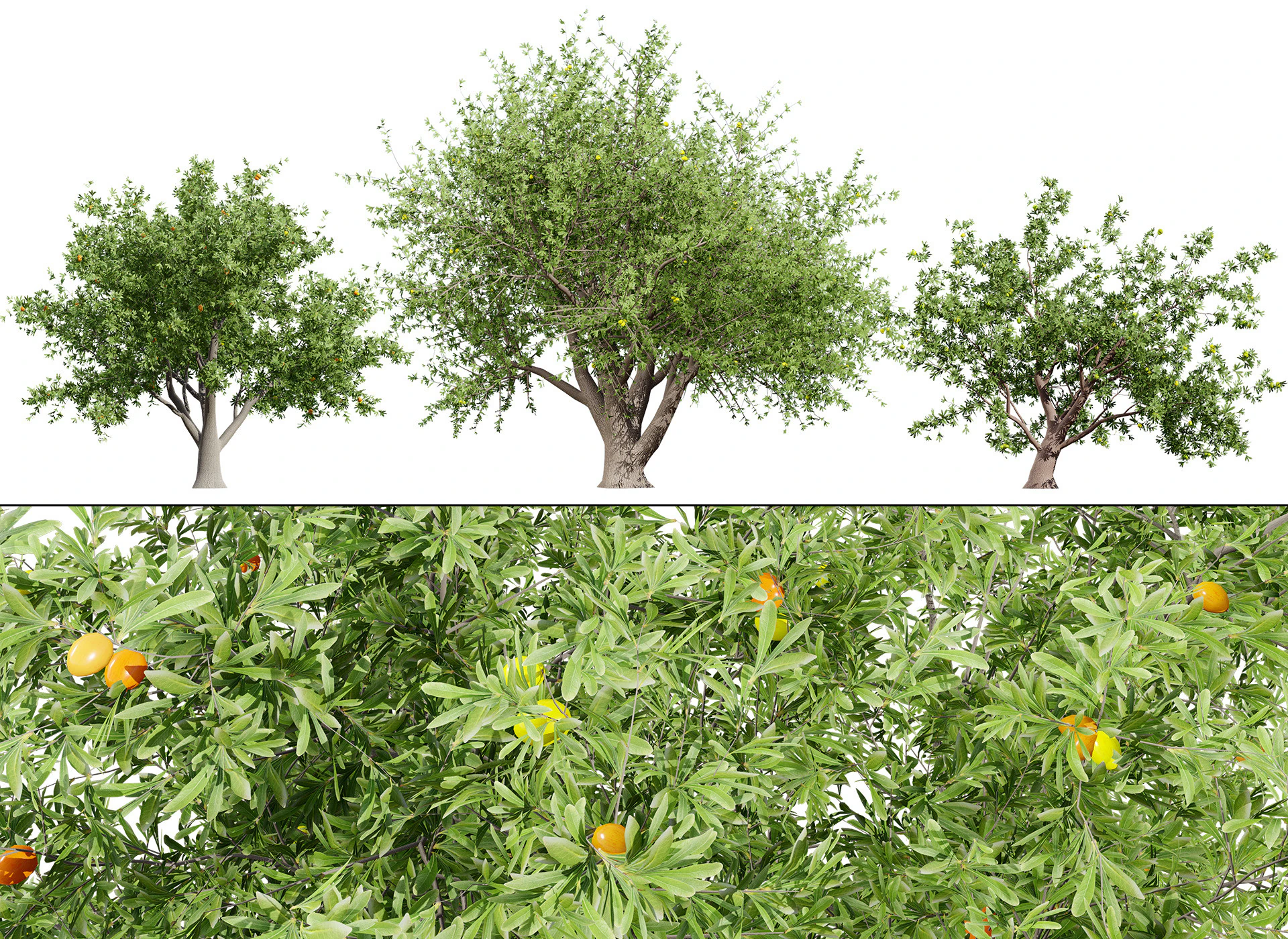 Photorealistic Moroccan Argan Tree 3D Model .c4d .max .obj .3ds .fbx .stl .blend 