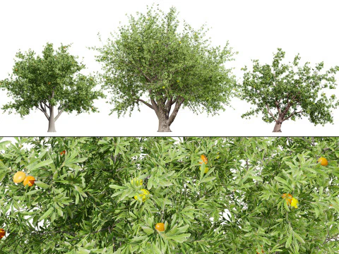 写実的なモロッコのアルガンの木 3Dモデル