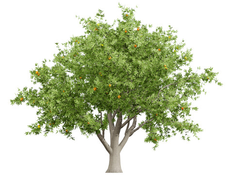 Photorealistic Moroccan Argan Tree 3D Модель