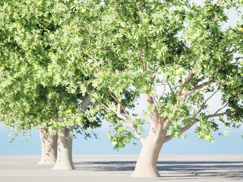Photorealistic Moroccan Argan Tree 3D Модель