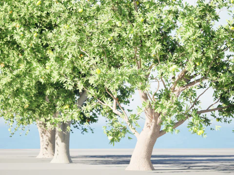 Photorealistic Moroccan Argan Tree 3D Model
