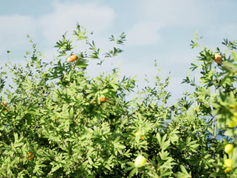 Photorealistic Moroccan Argan Tree 3D Model