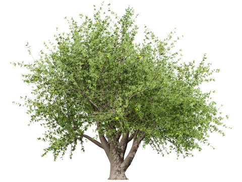 Photorealistic Moroccan Argan Tree 3D Модель