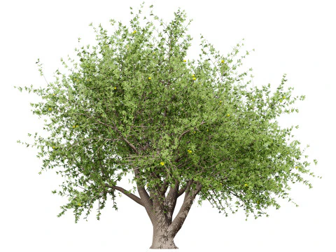 Photorealistic Moroccan Argan Tree 3D Model