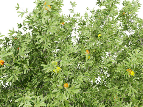 Photorealistic Moroccan Argan Tree 3D Model