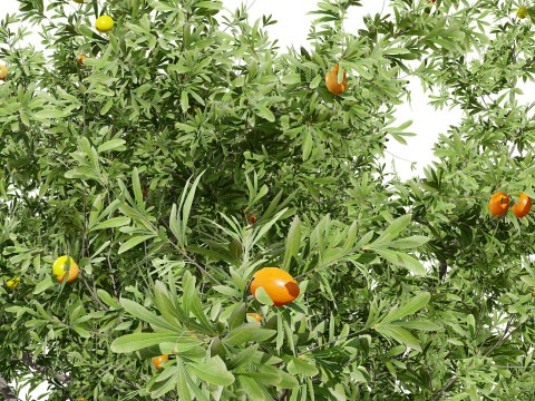 Photorealistic Moroccan Argan Tree 3D Модель