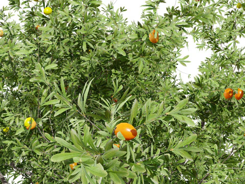 Photorealistic Moroccan Argan Tree 3D Model
