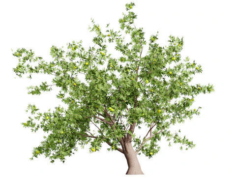 Photorealistic Moroccan Argan Tree 3D Model
