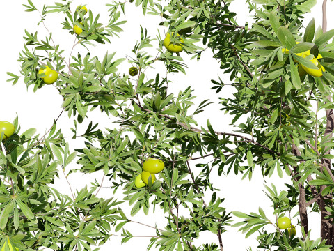 Photorealistic Moroccan Argan Tree 3D Модель