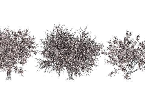 Photorealistic Moroccan Argan Tree 3D Модель