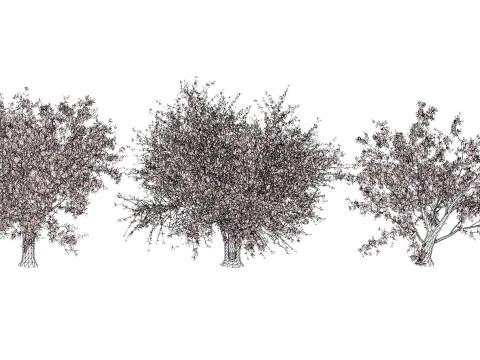 Photorealistic Moroccan Argan Tree 3D Model