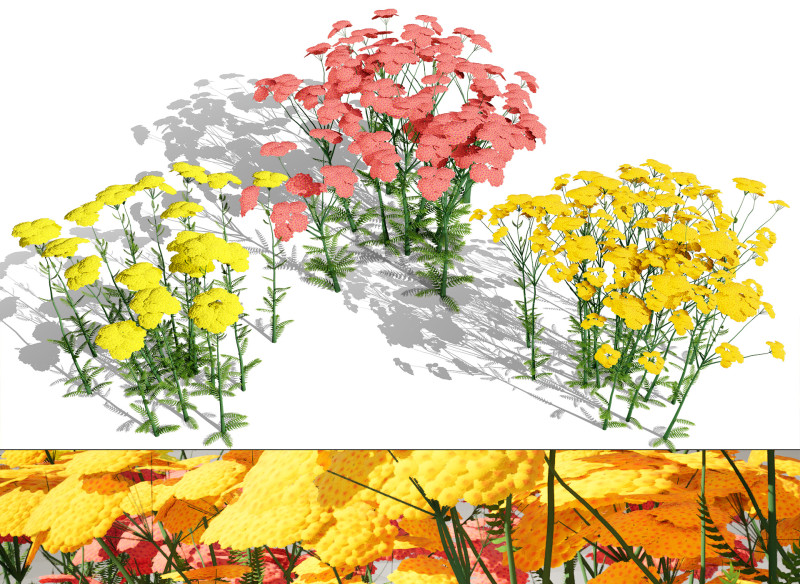 Achillea Flowering Plants Modello 3D .c4d .max .obj .3ds .fbx .stl .blend 