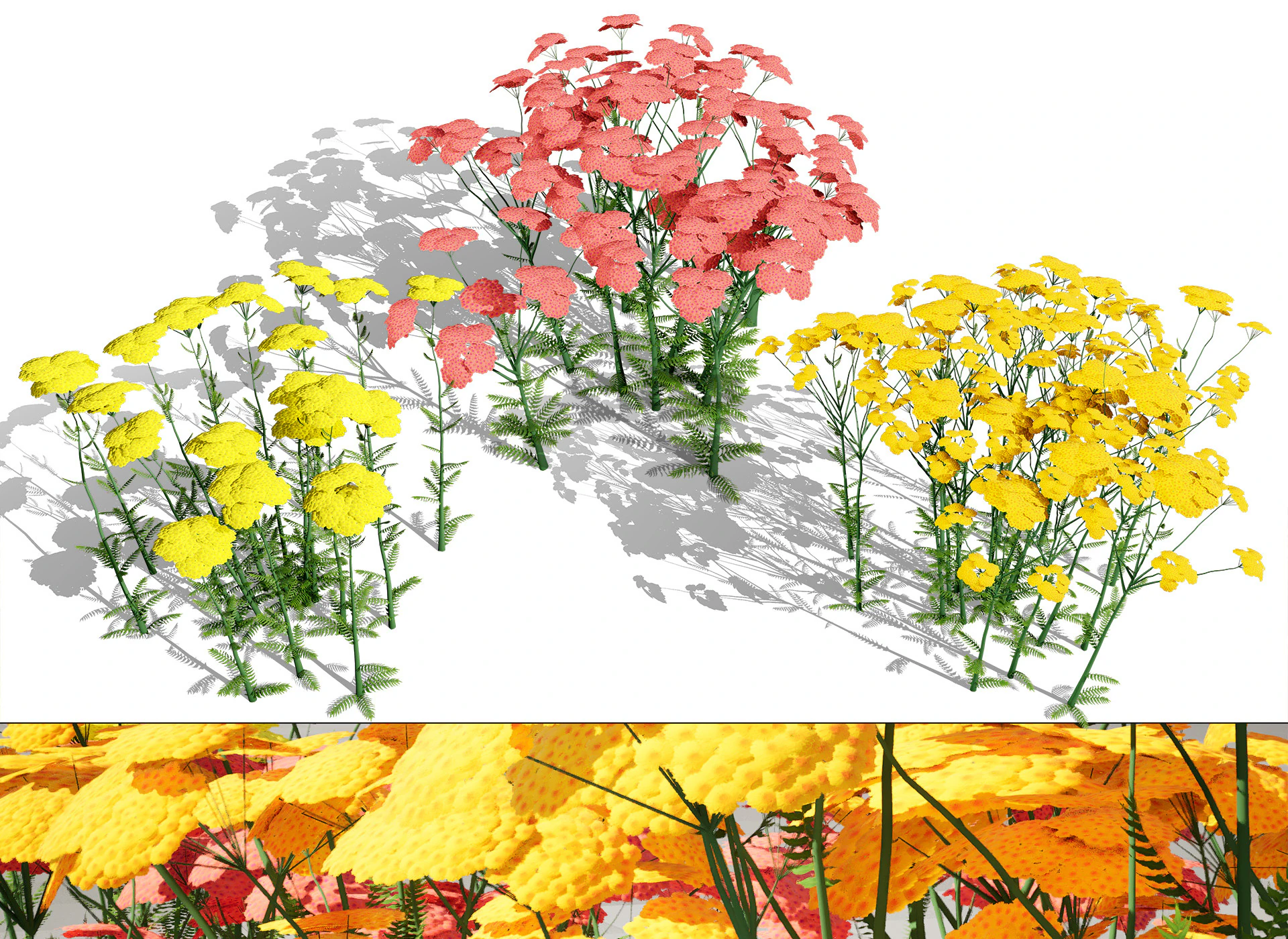 Achillea Flowering Plants 3D Model .c4d .max .obj .3ds .fbx .stl .blend 