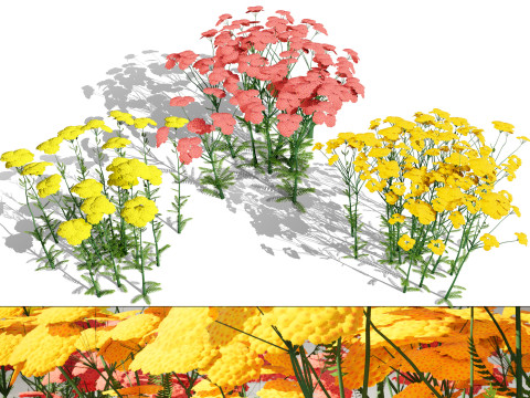 Achillea Flowering Plants 3D 模型