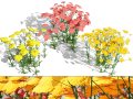 Achillea Flowering Plants 3D Model
