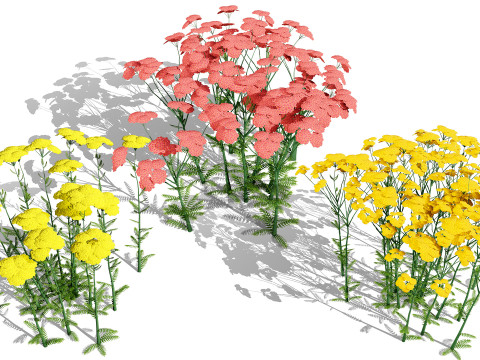Achillea Flowering Plants Modello 3D