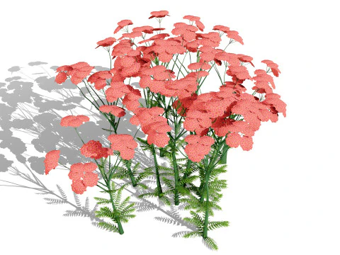 Achillea Flowering Plants 3D Model