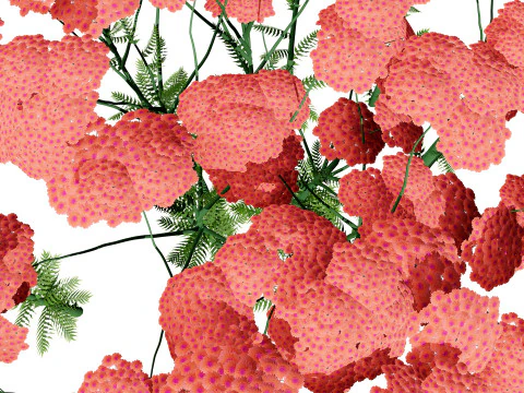 Achillea Flowering Plants 3D Model