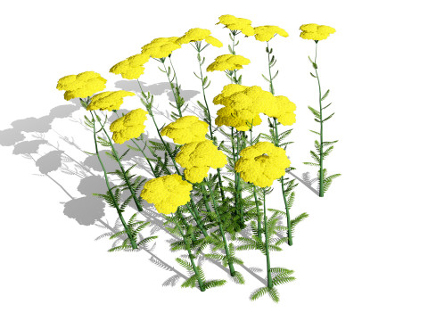 Achillea Flowering Plants Modello 3D