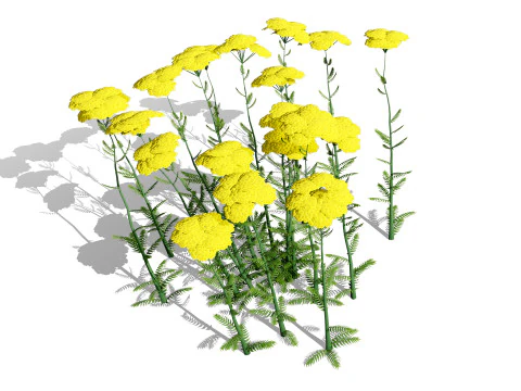 Achillea Flowering Plants 3D Model