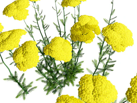Achillea Flowering Plants 3D Model