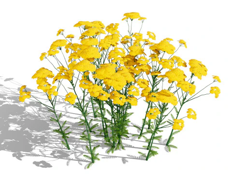 Achillea Flowering Plants 3D Model
