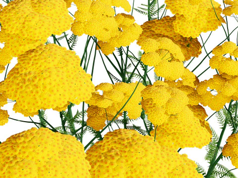 Achillea Flowering Plants 3D Model